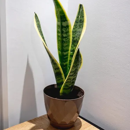 Appartement Pagani Blue - Luxury A2 *