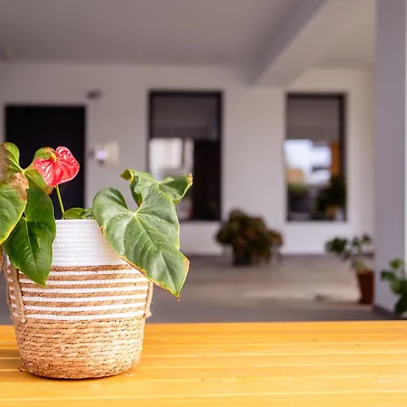 Pagani Blue - Luxury A2 *