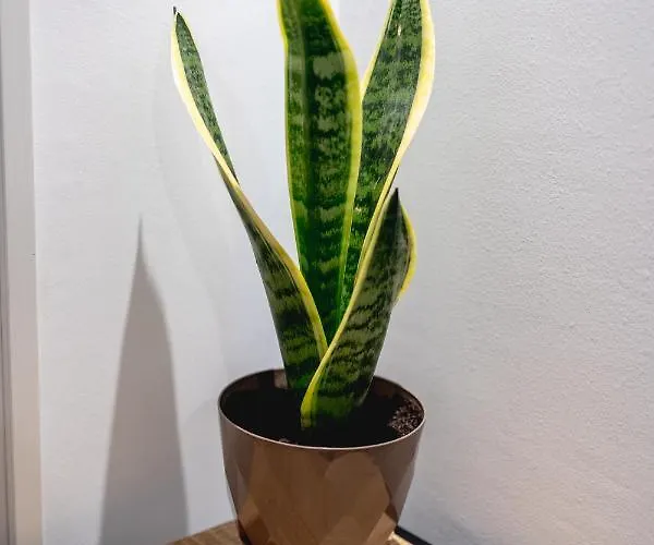 Apartment Pagani Blue - Luxury A2 *